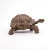 PAPO-FIGURINA-TESTOASA-GALAPAGOS-1