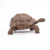 PAPO-FIGURINA-TESTOASA-GALAPAGOS-2