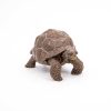 PAPO-FIGURINA-TESTOASA-GALAPAGOS-4