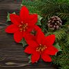 Floare Poinsettia Floare Poinsettia