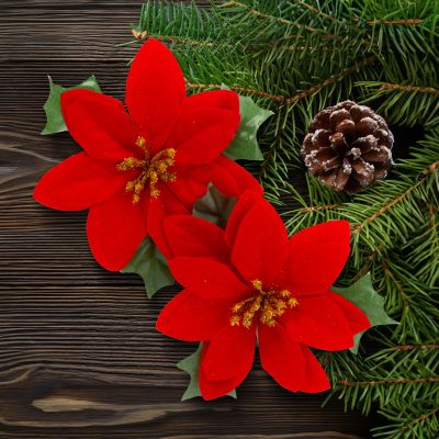 Floare Poinsettia Floare Poinsettia
