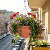 pentru flori balcon si gradina