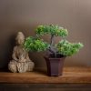 Planta artificiala bonsai decorativ 25 cm Planta artificiala bonsai decorativ 25 cm