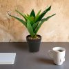 Planta artificiala decorativa verde 20 cm